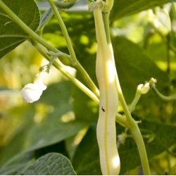 B�nne, Busk- <br>�Mix� <br><i>Phaseolus vulgaris</i>