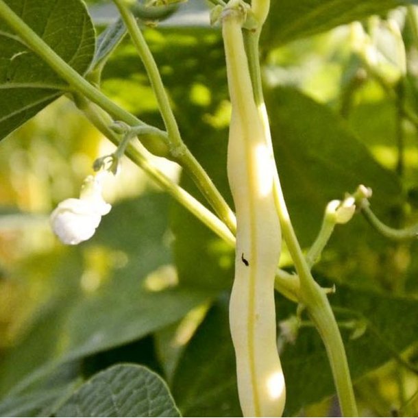 B�nne, Busk- <br>�Mix� <br><i>Phaseolus vulgaris</i>