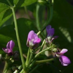 B�nne, Busk- <br>�Mix� <br><i>Phaseolus vulgaris</i>
