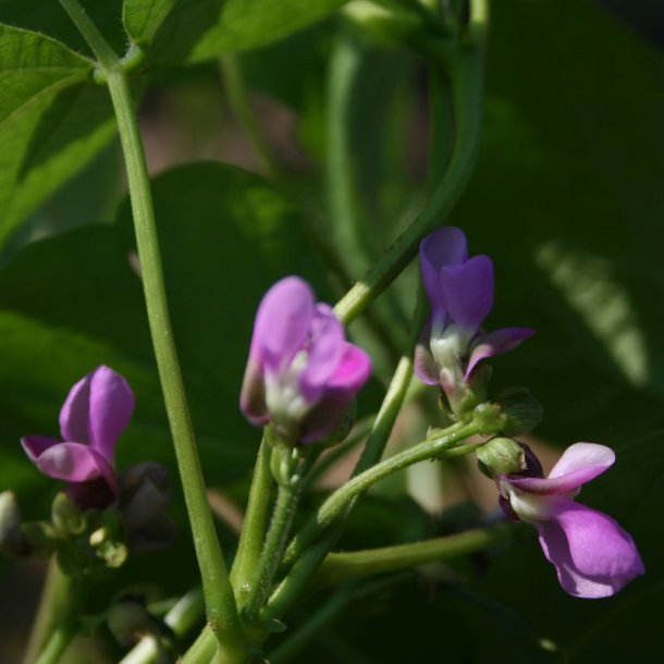 B�nne, Busk- <br>�Mix� <br><i>Phaseolus vulgaris</i>