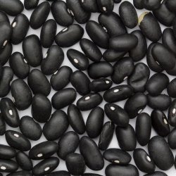 B�nne, Busk- <br>�Mix� <br><i>Phaseolus vulgaris</i>