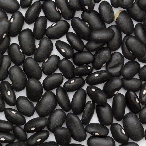 B�nne, Busk- <br>�Mix� <br><i>Phaseolus vulgaris</i>