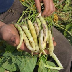B�nne, Busk- <br>�Mix� <br><i>Phaseolus vulgaris</i>