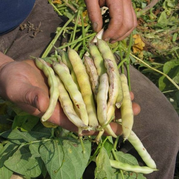 B�nne, Busk- <br>�Mix� <br><i>Phaseolus vulgaris</i>