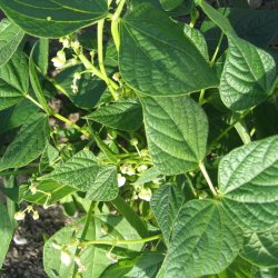 B�nne, Busk- <br>�Mix� <br><i>Phaseolus vulgaris</i>