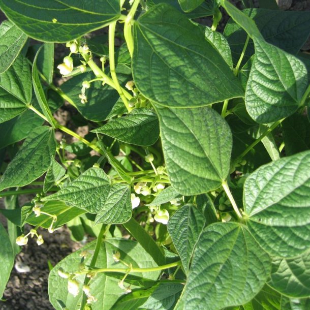 B�nne, Busk- <br>�Mix� <br><i>Phaseolus vulgaris</i>