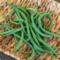 Bnne, Stang- <br>'Easy-peasy' -<br> 'Lazy Housewife' <br><i>Phaseolus vulgaris</i>