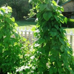 Bnne, Stang- <br>'Easy-peasy' -<br> 'Lazy Housewife' <br><i>Phaseolus vulgaris</i>