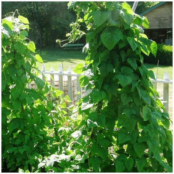 Bnne, Stang- <br>'Easy-peasy' -<br> 'Lazy Housewife' <br><i>Phaseolus vulgaris</i>