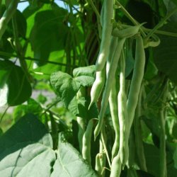 Bnne, Stang- <br>'Easy-peasy' -<br> 'Lazy Housewife' <br><i>Phaseolus vulgaris</i>