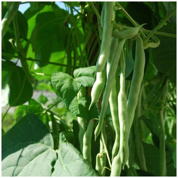 Bnne, Stang- <br>'Easy-peasy' -<br> 'Lazy Housewife' <br><i>Phaseolus vulgaris</i>