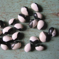 Bnne <br>'Yin yang' <br><i>Phaseolus vulgaris</i>