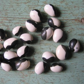 Bnne <br>'Yin yang' <br><i>Phaseolus vulgaris</i>