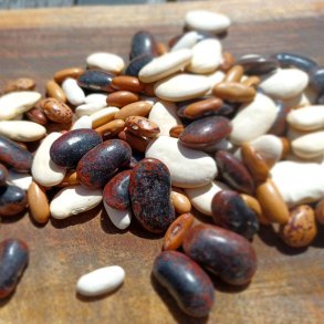 B�nne, Stang- �Mix� <br><i>Phaseolus vulgaris/coccineus/ lunatus</i>