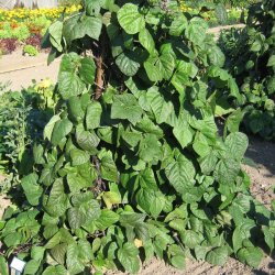 B�nne, Stang- �Mix� <br><i>Phaseolus vulgaris/coccineus/ lunatus</i>