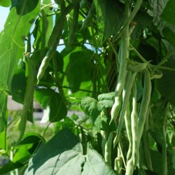 B�nne, Stang- �Mix� <br><i>Phaseolus vulgaris/coccineus/ lunatus</i>