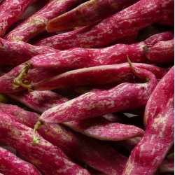 B�nne, Busk- <br>�Mix� <br><i>Phaseolus vulgaris</i>