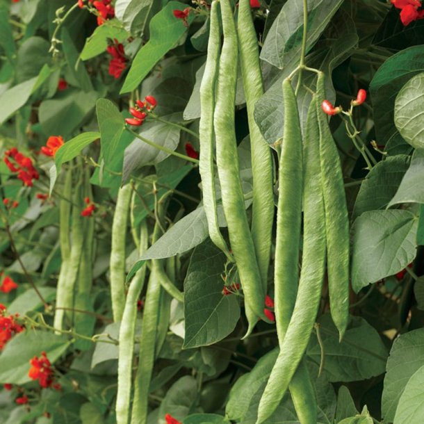 B�nne, Stang- �Mix� <br><i>Phaseolus vulgaris/coccineus/ lunatus</i>
