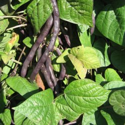 B�nne, Stang- �Mix� <br><i>Phaseolus vulgaris/coccineus/ lunatus</i>