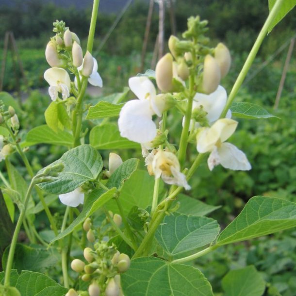 B�nne, Stang- �Mix� <br><i>Phaseolus vulgaris/coccineus/ lunatus</i>