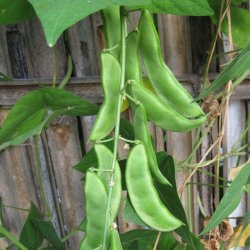 B�nne, Stang- �Mix� <br><i>Phaseolus vulgaris/coccineus/ lunatus</i>