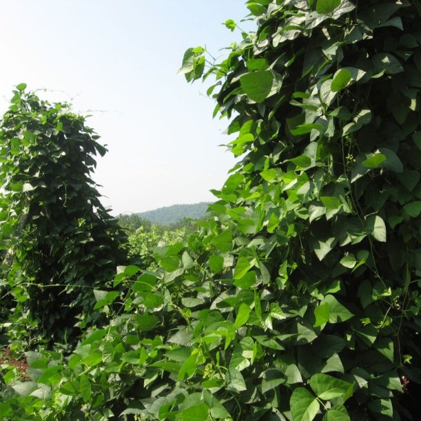 B�nne, Stang- �Mix� <br><i>Phaseolus vulgaris/coccineus/ lunatus</i>
