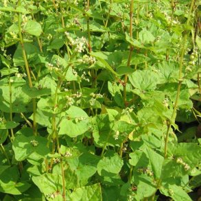 Boghvede <br> <i>Fagopyrum <br>esculentum</i>