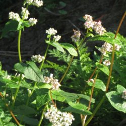 Boghvede <br> <i>Fagopyrum <br>esculentum</i>