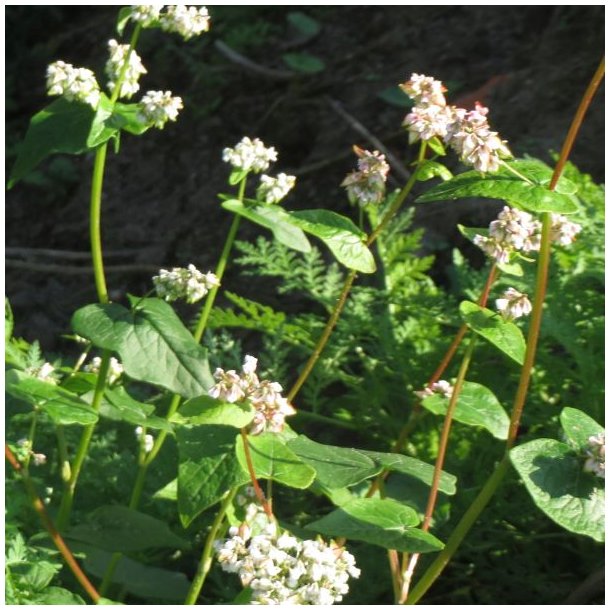 Boghvede <br> <i>Fagopyrum <br>esculentum</i>