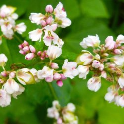 Boghvede <br> <i>Fagopyrum <br>esculentum</i>