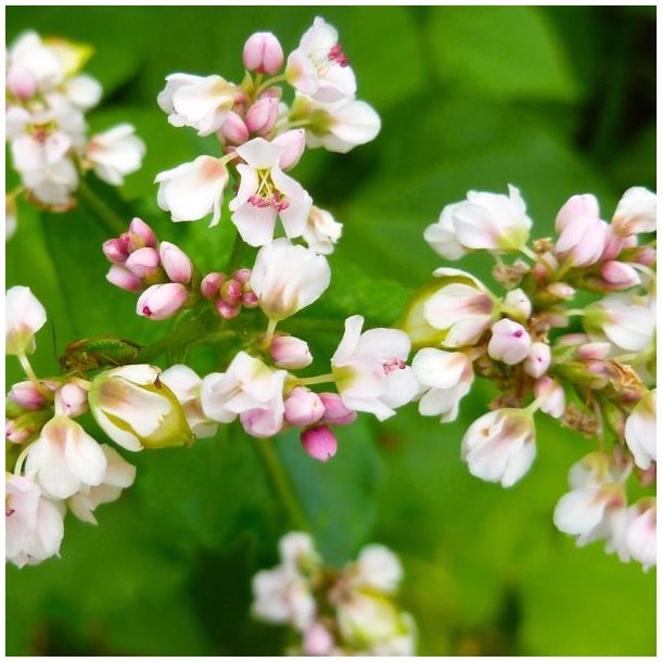 Boghvede <br> <i>Fagopyrum <br>esculentum</i>