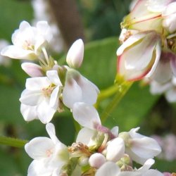 Boghvede <br> <i>Fagopyrum <br>esculentum</i>