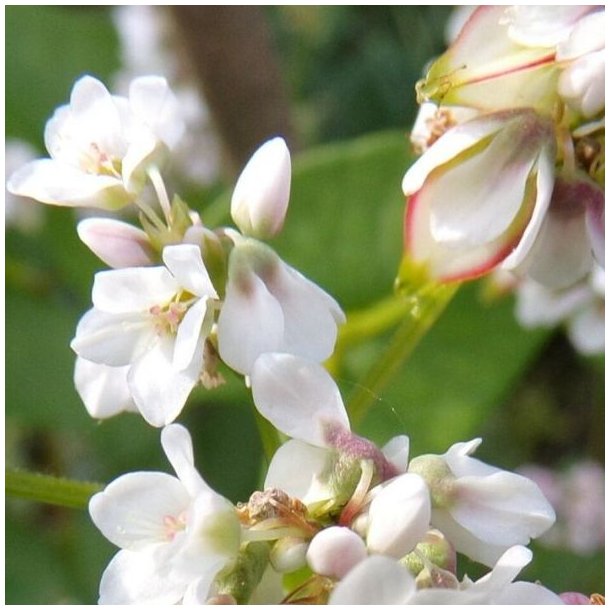 Boghvede <br> <i>Fagopyrum <br>esculentum</i>