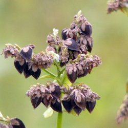 Boghvede <br> <i>Fagopyrum <br>esculentum</i>