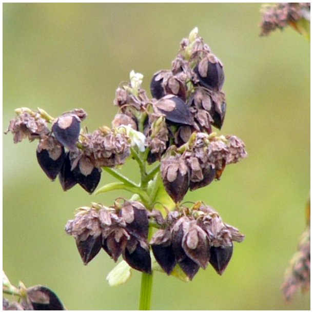 Boghvede <br> <i>Fagopyrum <br>esculentum</i>