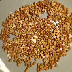 Boghvede <br> <i>Fagopyrum <br>esculentum</i>