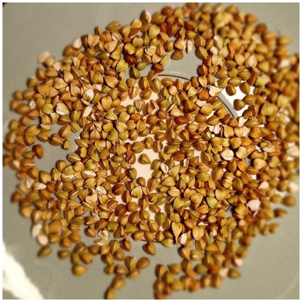 Boghvede <br> <i>Fagopyrum <br>esculentum</i>