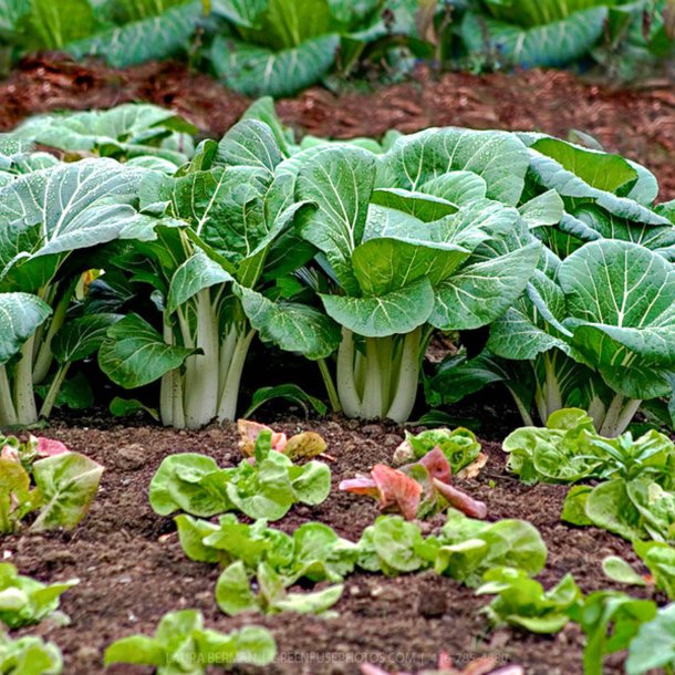 Pak choi <br>'Ryou' F1 <br><i> Brassica rapa var. chinensis</i>