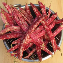 Borlotto, buskbnne<br>'Suprema'<br><i>Phaseolus vulgaris</i>