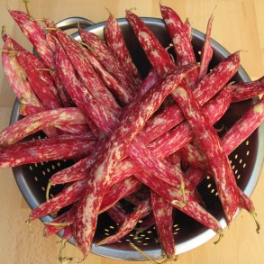 Borlotto, buskbnne<br>'Suprema'<br><i>Phaseolus vulgaris</i>