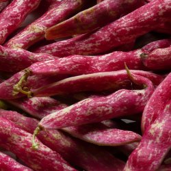 Borlotto, buskbnne<br>'Suprema'<br><i>Phaseolus vulgaris</i>