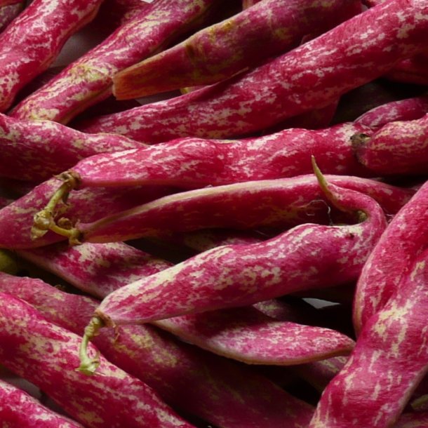 Borlotto, buskbnne<br>'Suprema'<br><i>Phaseolus vulgaris</i>