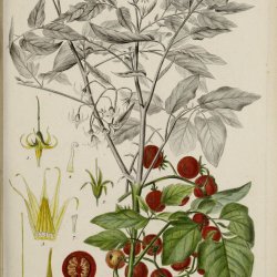 Tomat, Ribs-, <br>Vild tomat <br><i>Lycopersicon pimpinellifolium</i>
