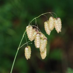 Hjertegrs, <br>Stor <br><i>Briza maxima</i>