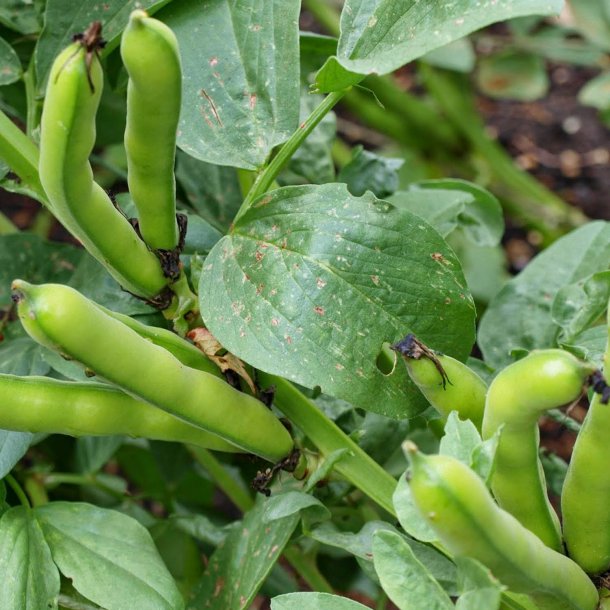 Valsk bnne, hestebnne<br>'Stereo'<br><i>Vicia faba </i>