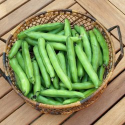 Valsk bnne, hestebnne<br>'Stereo'<br><i>Vicia faba </i>