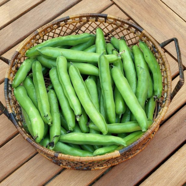 Valsk bnne, hestebnne<br>'Stereo'<br><i>Vicia faba </i>