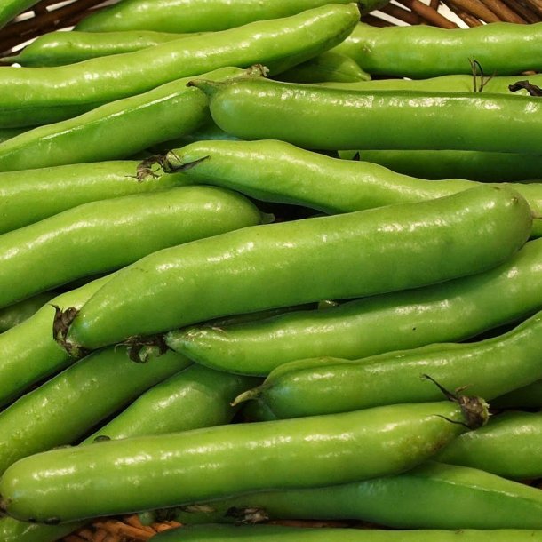 Valsk bnne, hestebnne<br>'Stereo'<br><i>Vicia faba </i>