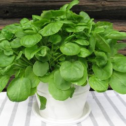 Brndkarse, <br>tykskulpet <br><i>Nasturtium officinale</i> 