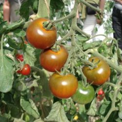 Tomat <br>'Cherry Brown Berry'<br><i>Lycopersicon esculentum</i>